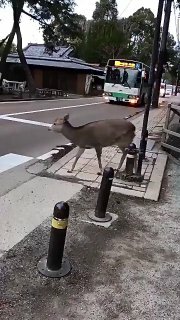  В Японии даже олени вежливые
