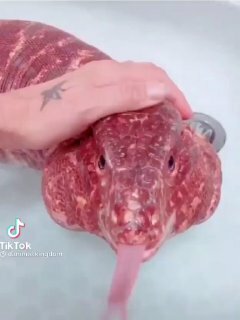 Красный тегу — ящерица, похожая на салями